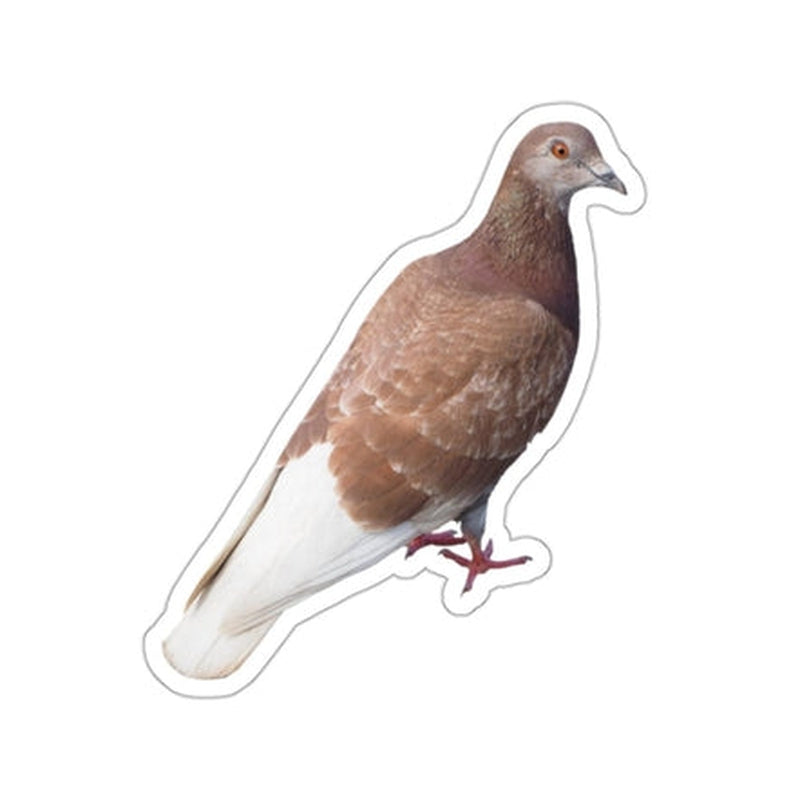 Brown Pigeon Sticker KHAJISTAN