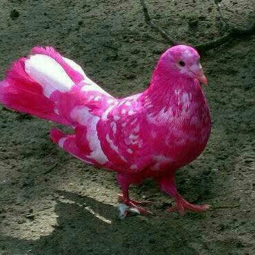 A Graduate Study of the Khajistan Digital Archive