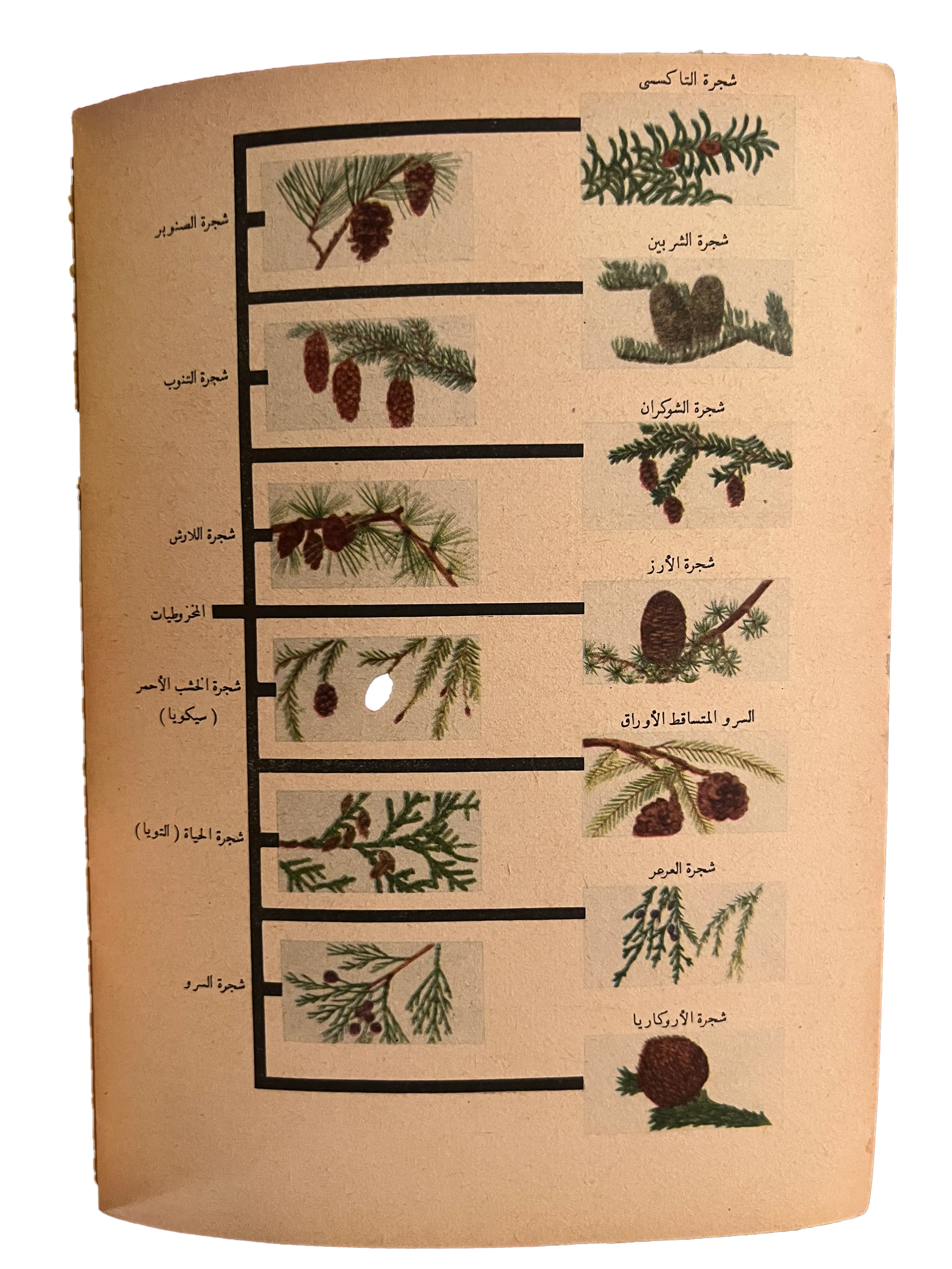 1964 Alam al-Nabat (The World of Plants) - KHAJISTAN™