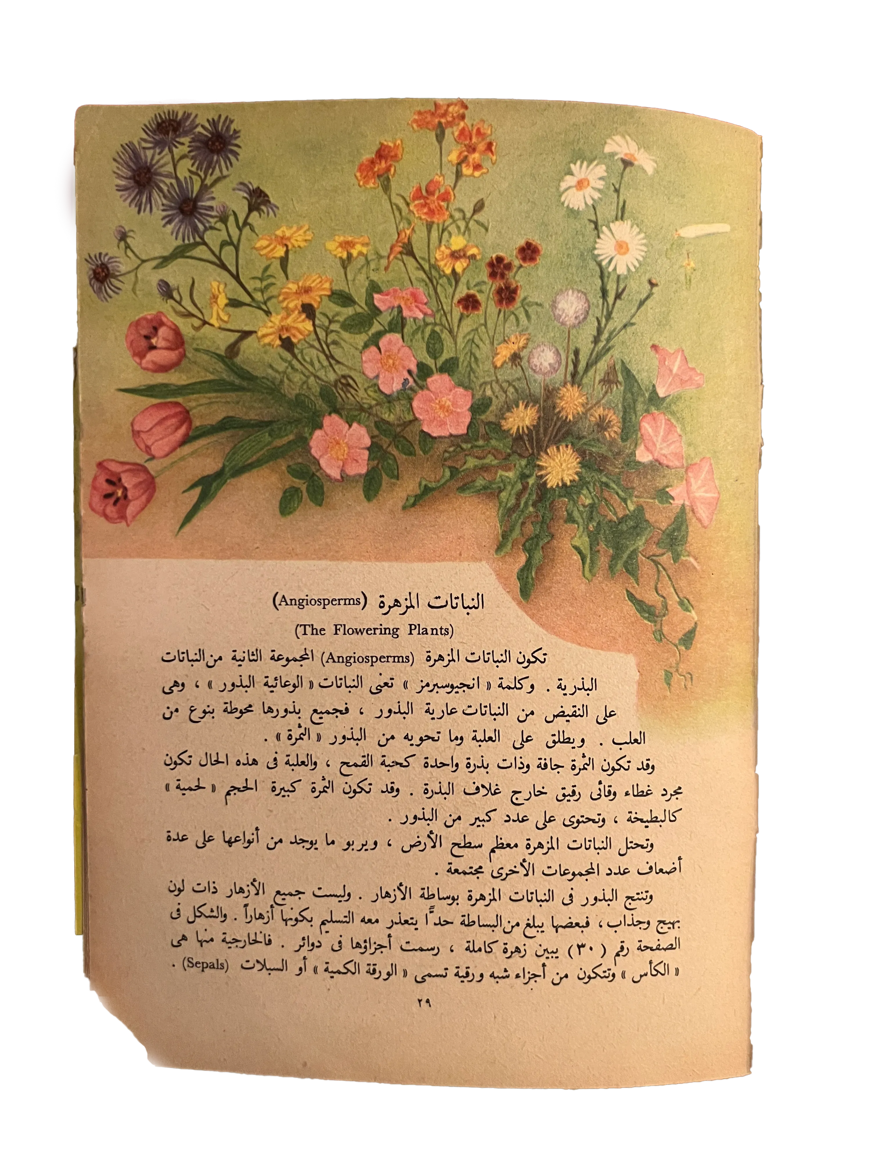 1964 Alam al-Nabat (The World of Plants) - KHAJISTAN™