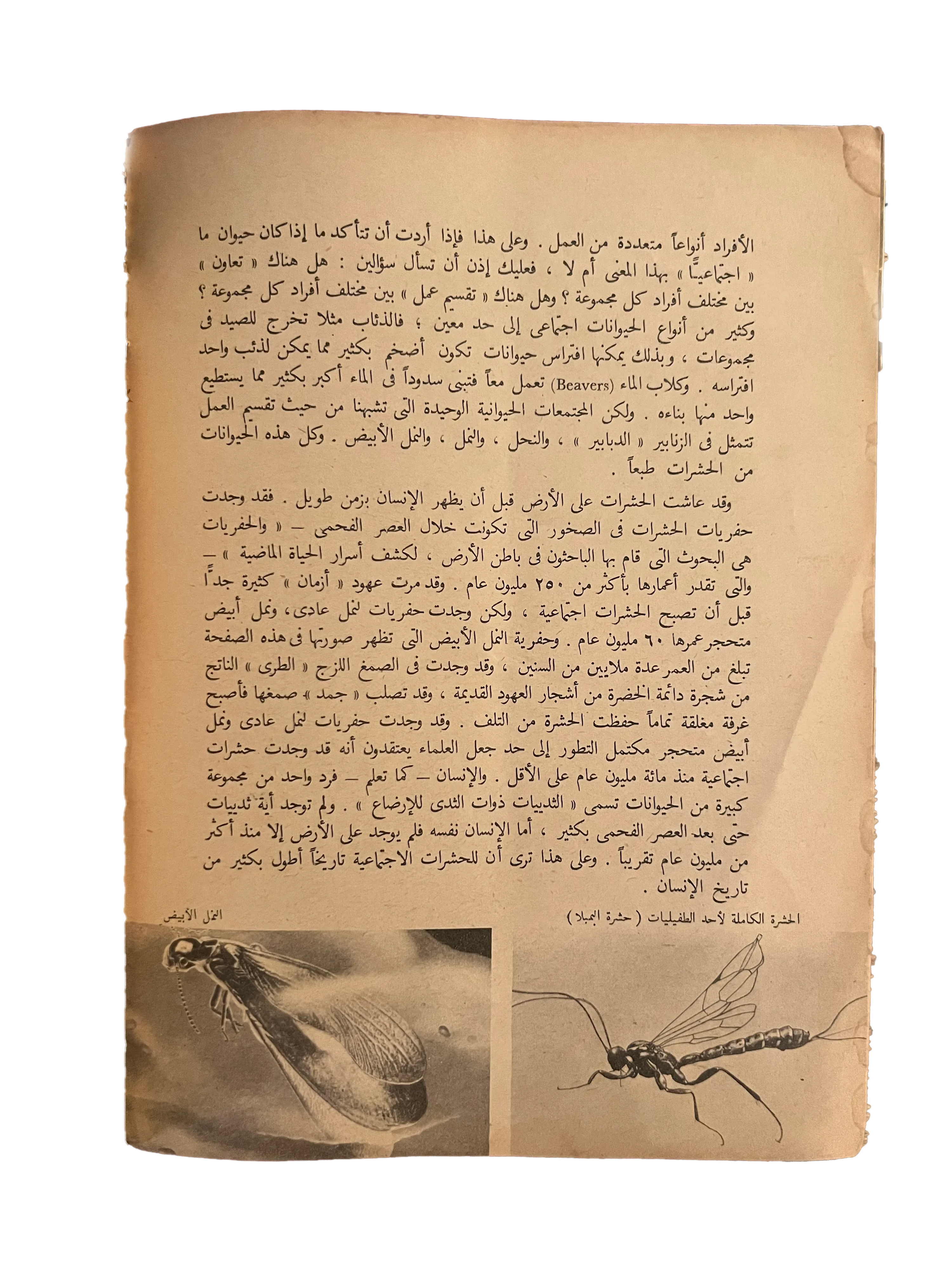 1964 Insect Societies (Arabic) - KHAJISTAN™