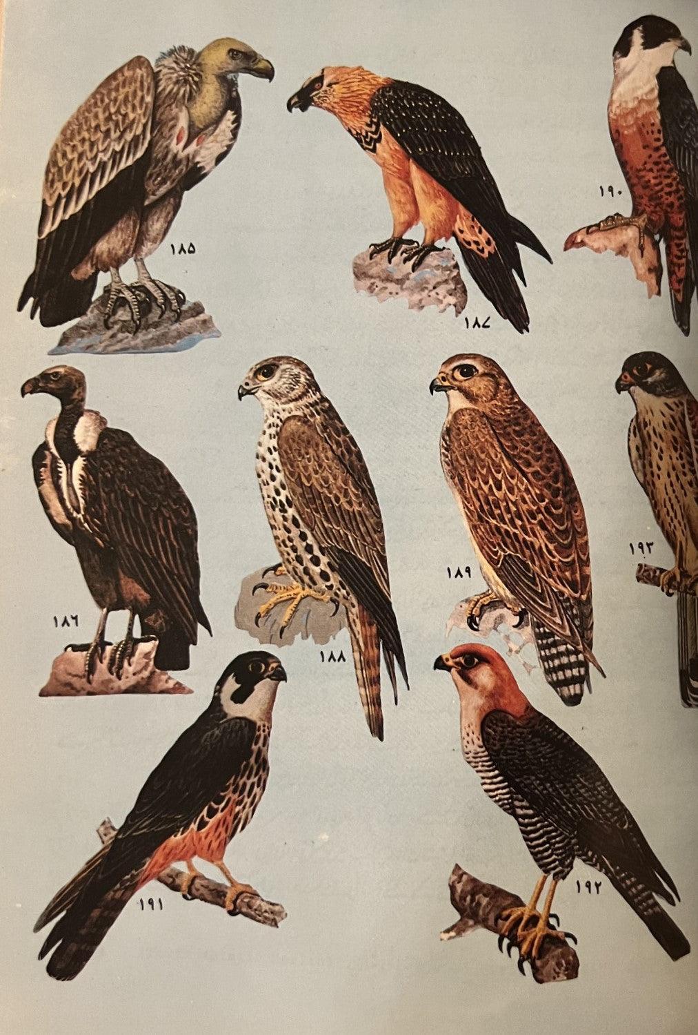 Pakistan's Interesting Birds - KHAJISTAN™