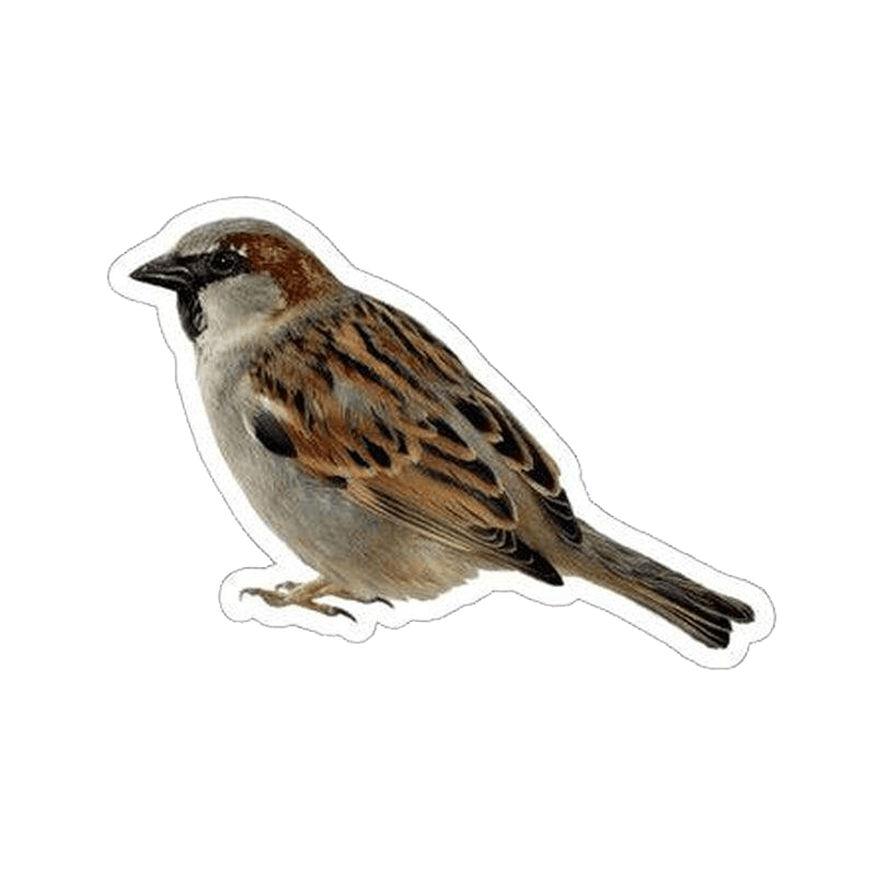 Sparrow Sticker - KHAJISTAN™