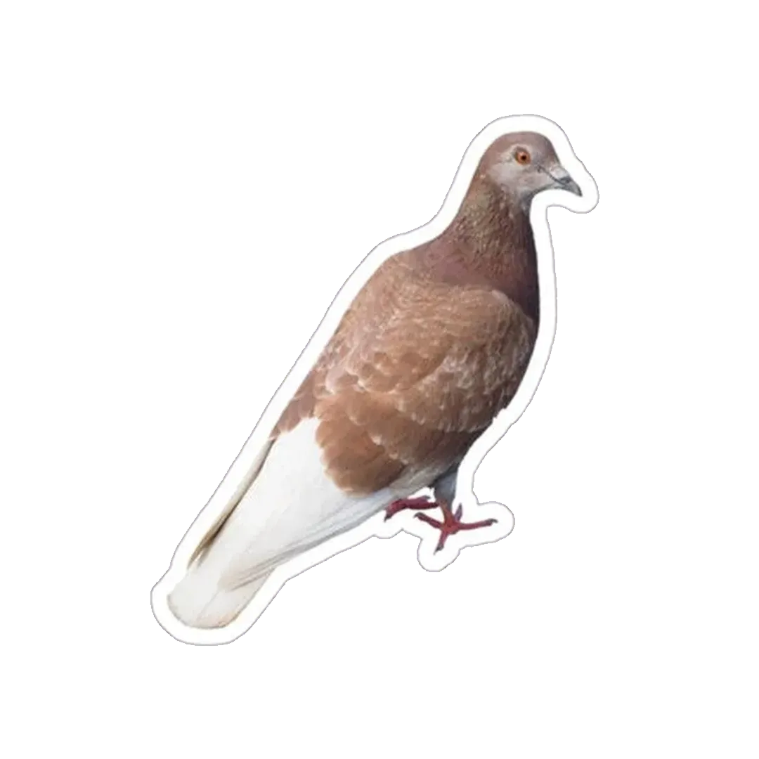 Brown Pigeon Sticker - KHAJISTAN™