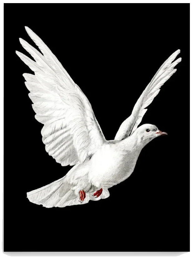 Kabootri — poster artwork on transparent background