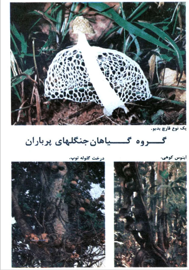 Kayhan Bacheha Magazine – Issue 1128 - KHAJISTAN™