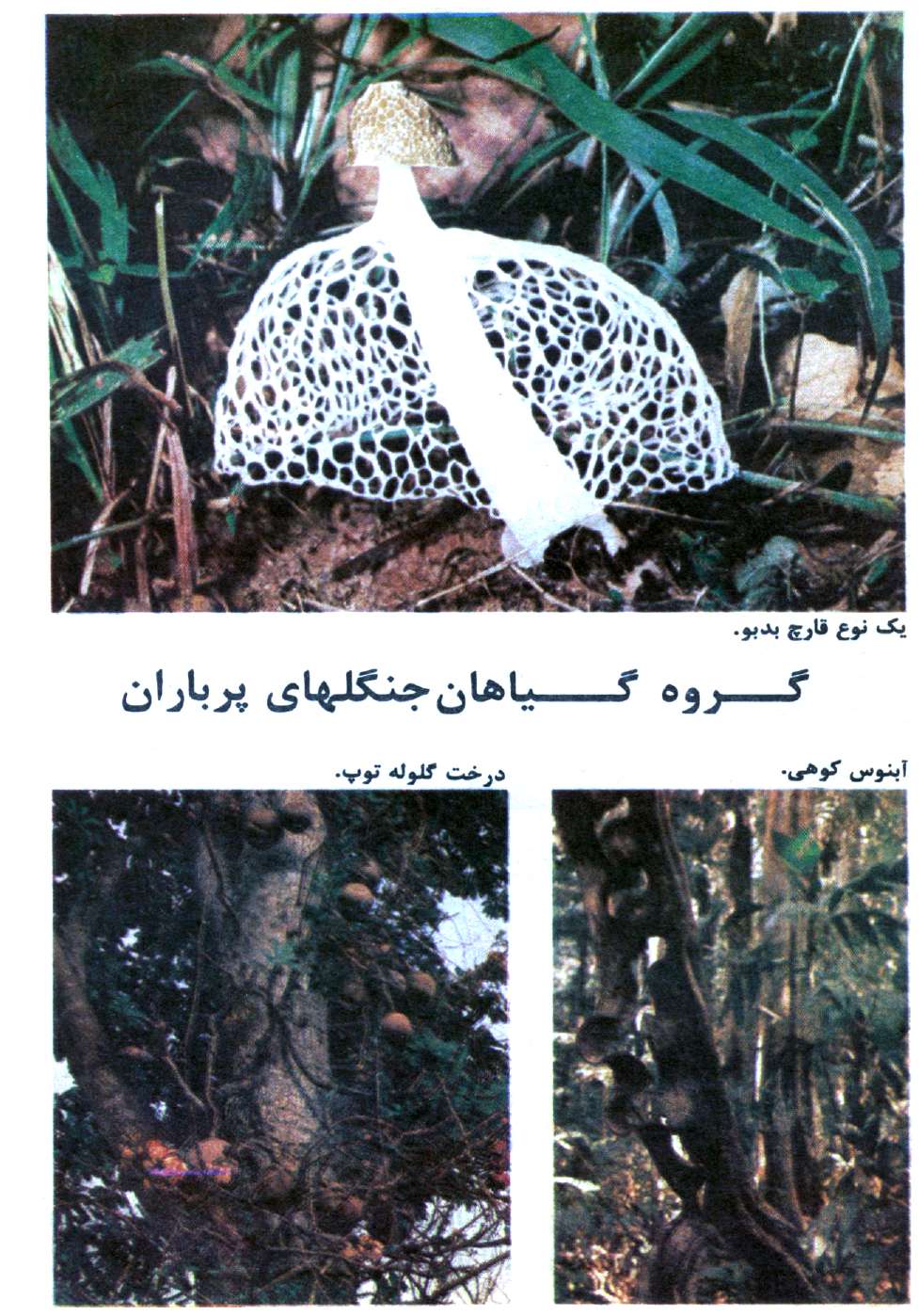 Kayhan Bacheha Magazine – Issue 1128