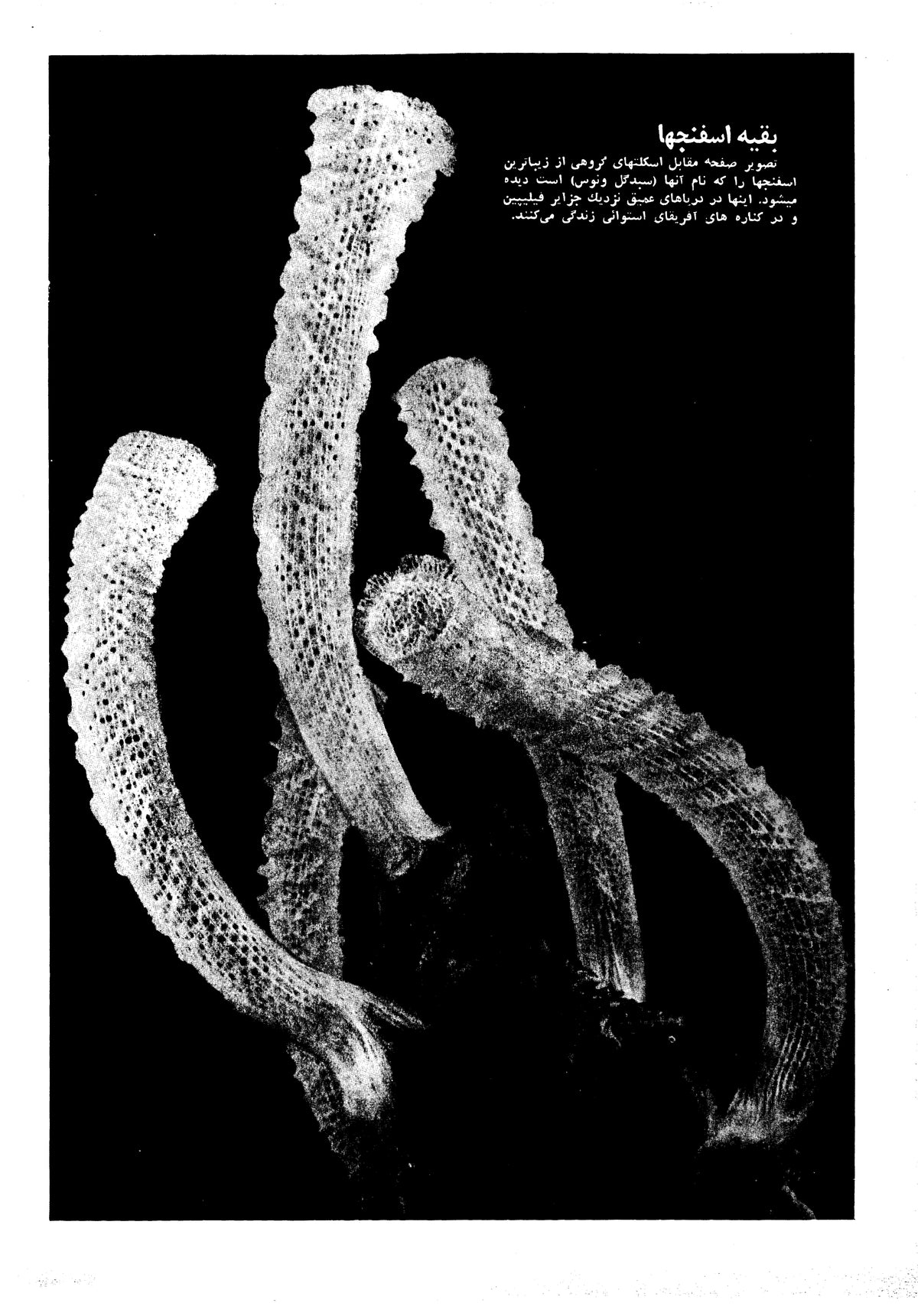 Kayhan Bacheha Magazine – Issue 830