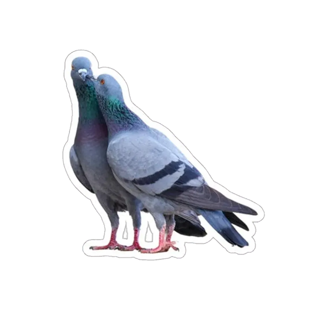 Pigeon Liplock Sticker - KHAJISTAN™