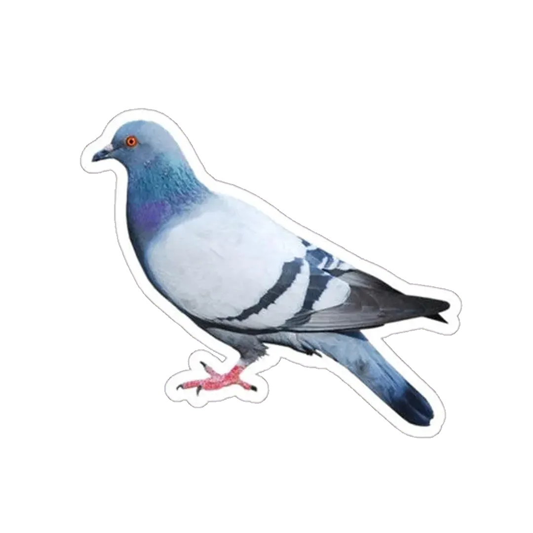 Pigeon Sticker - KHAJISTAN™