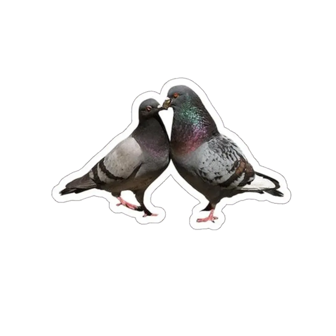 Senior Caring Pigeons Sticker - KHAJISTAN™